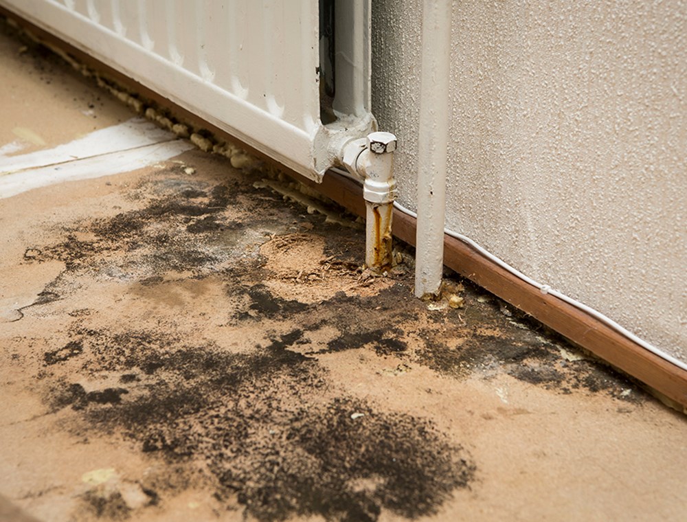 Mold home inspections milwaukee