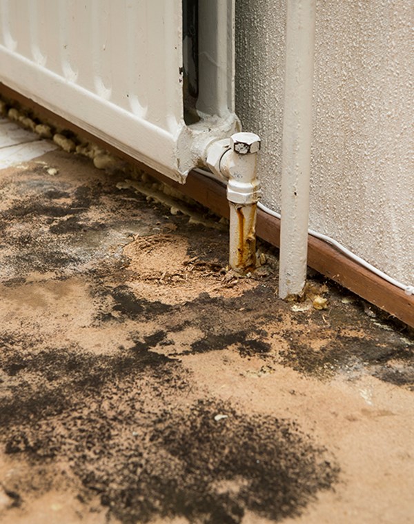 Mold home inspections milwaukee